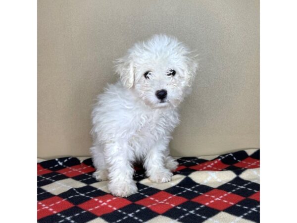 Bichon Frise DOG Female White 2149 Petland Florence, Kentucky