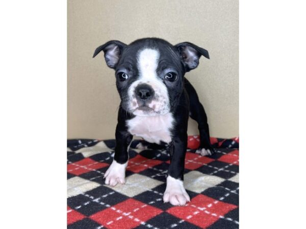 Boston Terrier-DOG-Female-Black / White-2148-Petland Florence, Kentucky
