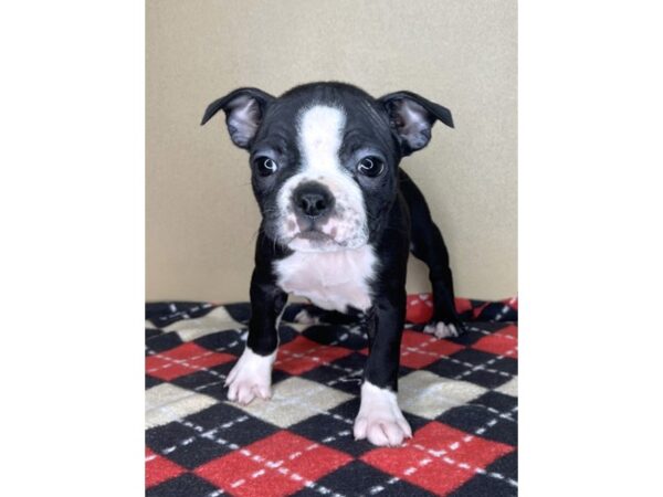 Boston Terrier DOG Female Black / White 2148 Petland Florence, Kentucky