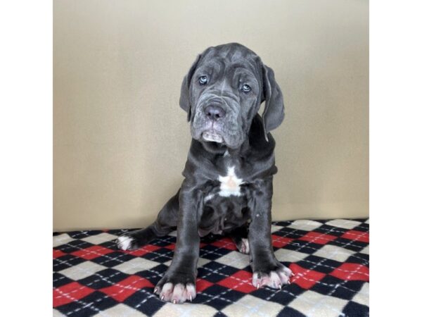 Neapolitan Mastiff DOG Female 2147 Petland Florence, Kentucky