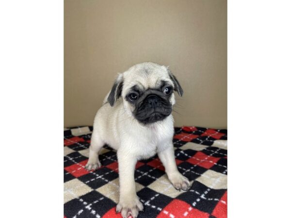 Pug DOG Male Fawn 2146 Petland Florence, Kentucky