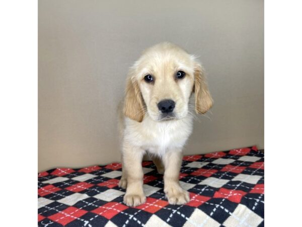 Golden Retriever DOG Male Golden 2145 Petland Florence, Kentucky