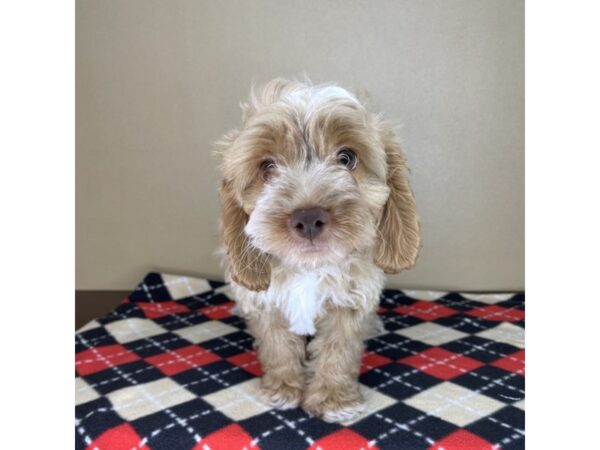 Cock A Poo-DOG-Male-Buff-2143-Petland Florence, Kentucky