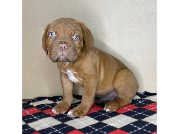 Dogue De Bordeaux-DOG-Male-Red-2141-Petland Florence, Kentucky