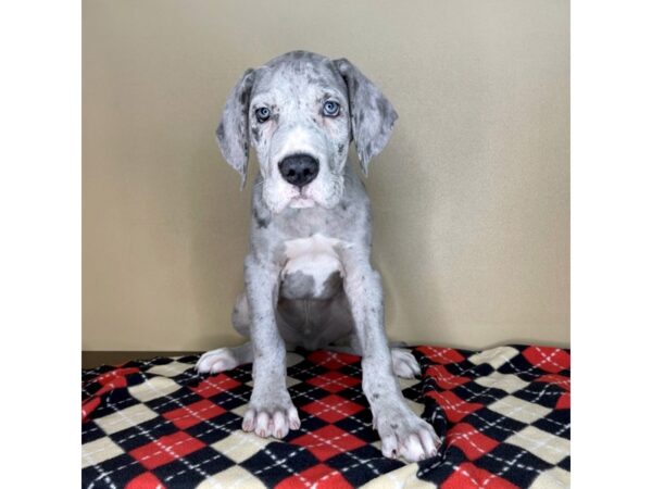 Great Dane DOG Male Blue Merle 2140 Petland Florence, Kentucky