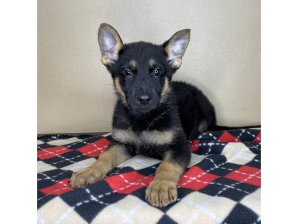 German Shepherd Dog DOG Male Black / Tan 2138 Petland Florence, Kentucky