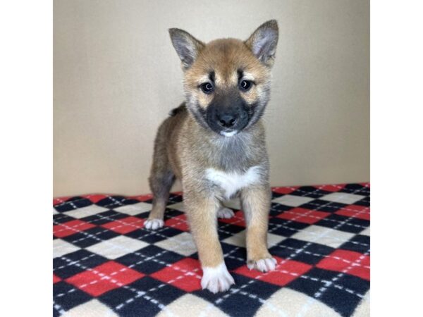 Shiba Inu DOG Female Red 2139 Petland Florence, Kentucky