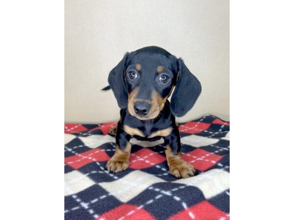 Dachshund DOG Male Black / Tan 2164 Petland Florence, Kentucky