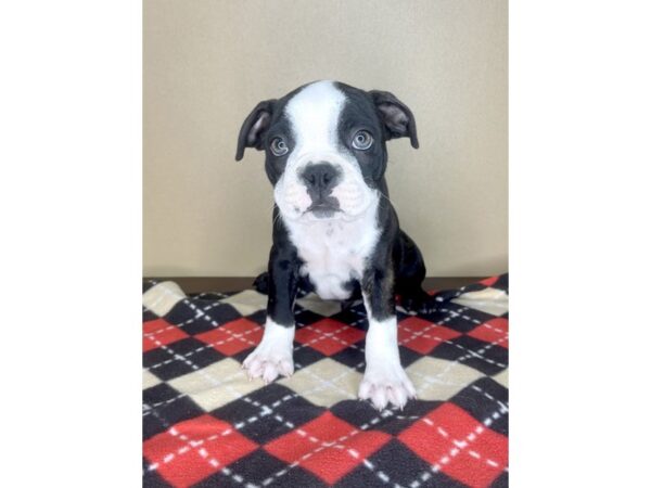 Boston Terrier DOG Male Black Brindle / White 2163 Petland Florence, Kentucky