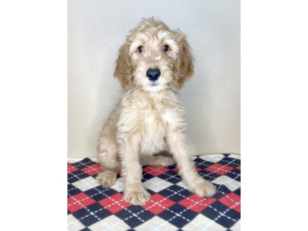 Poodle/Golden Retriever DOG Male Chocolate 2162 Petland Florence, Kentucky