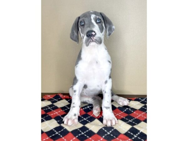 Great Dane-DOG-Male-Merle-2161-Petland Florence, Kentucky