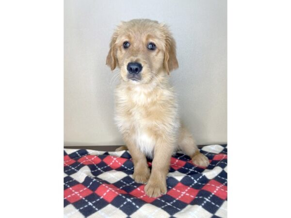 Golden Retriever DOG Female Golden 2159 Petland Florence, Kentucky