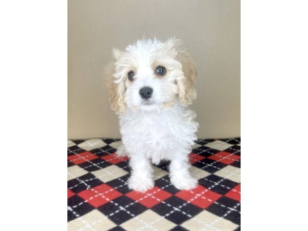 Cavachon-DOG-Male-Apricot-2158-Petland Florence, Kentucky