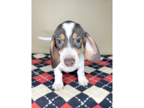 Dachshund DOG Male Chocolate / Tan 2157 Petland Florence, Kentucky