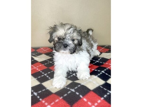 Shih Tzu-DOG-Male-Red / White-2156-Petland Florence, Kentucky