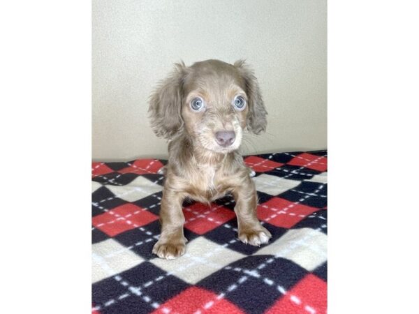 Chiweenie DOG Female Chocolate / Tan 2155 Petland Florence, Kentucky