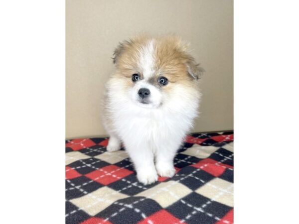 Pomeranian DOG Male Red Sable 2154 Petland Florence, Kentucky