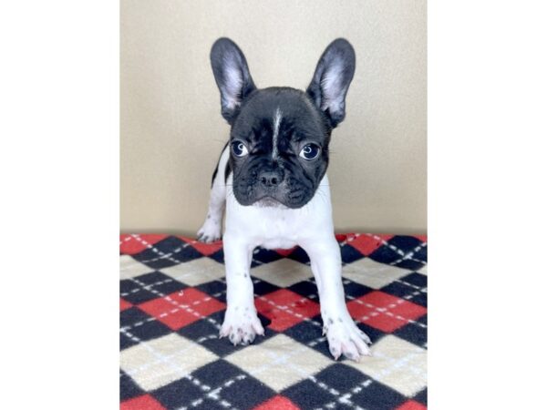 French Bulldog-DOG-Female-Black-2153-Petland Florence, Kentucky