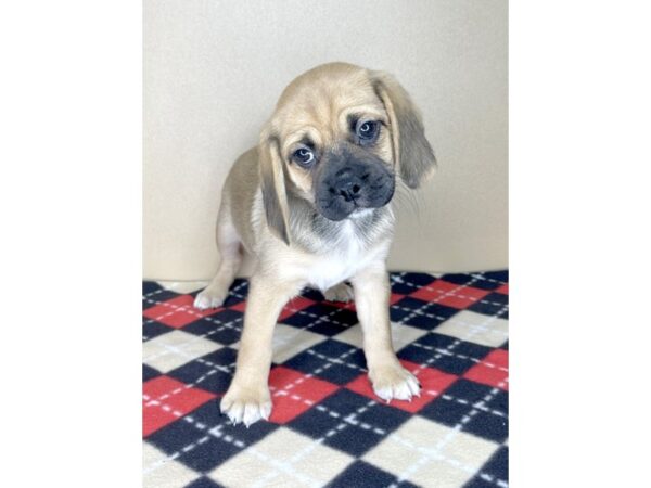 Puggle-DOG-Female-Fawn-2151-Petland Florence, Kentucky