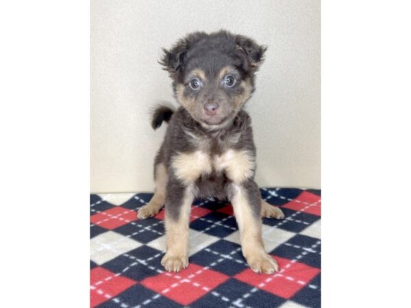 Pomchi DOG Male Chocolate / Tan 2150 Petland Florence, Kentucky