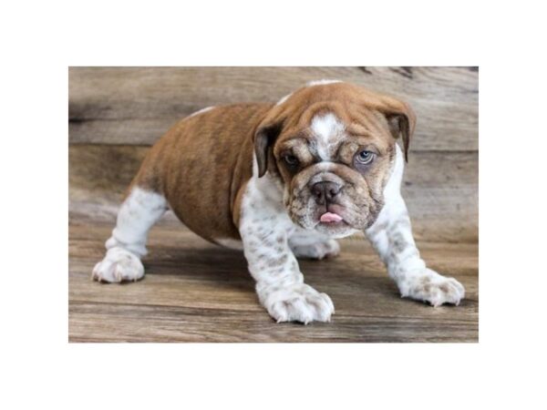 Bulldog-DOG-Female-Chocolate Brindle-2171-Petland Florence, Kentucky