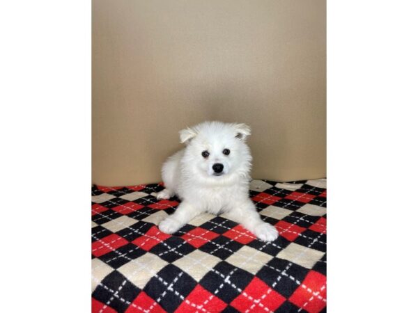 American Eskimo Dog DOG Male White 2173 Petland Florence, Kentucky