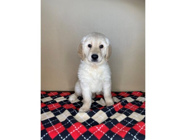 Golden Retriever DOG Female Light Golden 2172 Petland Florence, Kentucky