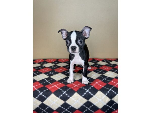 Boston Terrier DOG Female Black / White 2177 Petland Florence, Kentucky