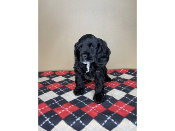 Cocker Spaniel DOG Female Black 2176 Petland Florence, Kentucky