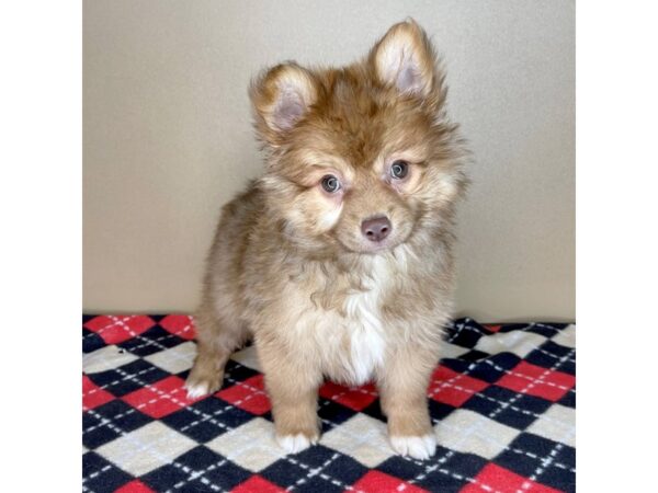 Pomsky 2nd Gen-DOG-Male-Red-2165-Petland Florence, Kentucky