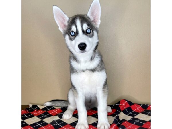 Siberian Husky DOG Male Sable / White 2166 Petland Florence, Kentucky