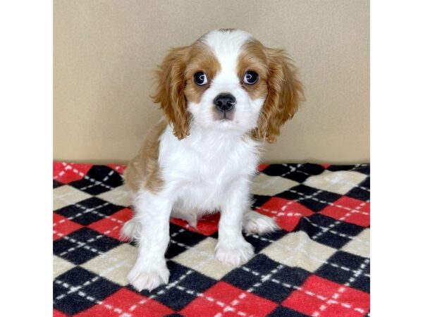 Cavalier King Charles Spaniel-DOG-Male-Blenheim-2167-Petland Florence, Kentucky