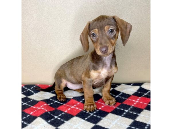 Dachshund-DOG-Female-Chocolate / Tan-2168-Petland Florence, Kentucky