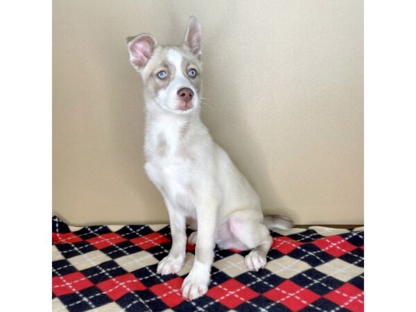 Pomsky-DOG-Male--2169-Petland Florence, Kentucky