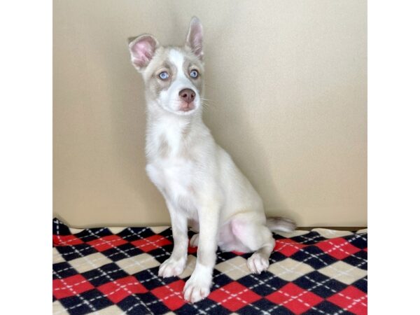 Pomsky DOG Male 2169 Petland Florence, Kentucky