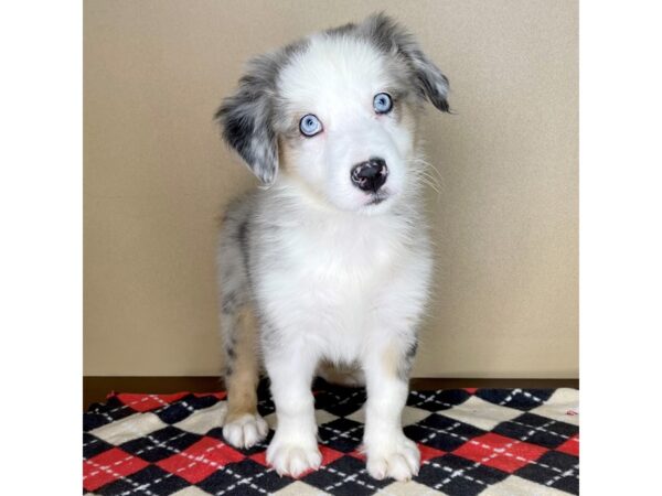 Australian Shepherd DOG Male Blue Merle / White 2170 Petland Florence, Kentucky