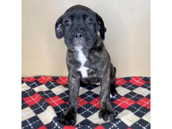 Cane Corso DOG Female Black Brindle 2178 Petland Florence, Kentucky