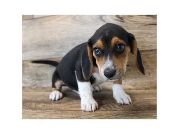 Beagle DOG Male Black Tan / White 2195 Petland Florence, Kentucky