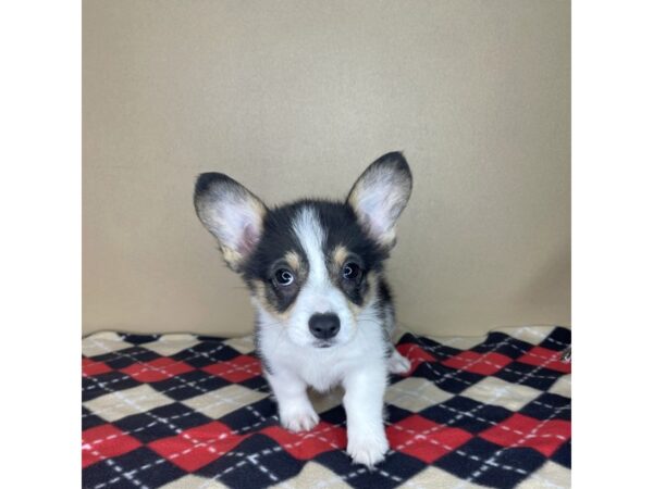 Pembroke Welsh Corgi-DOG-Female-Black Tan / White-2179-Petland Florence, Kentucky