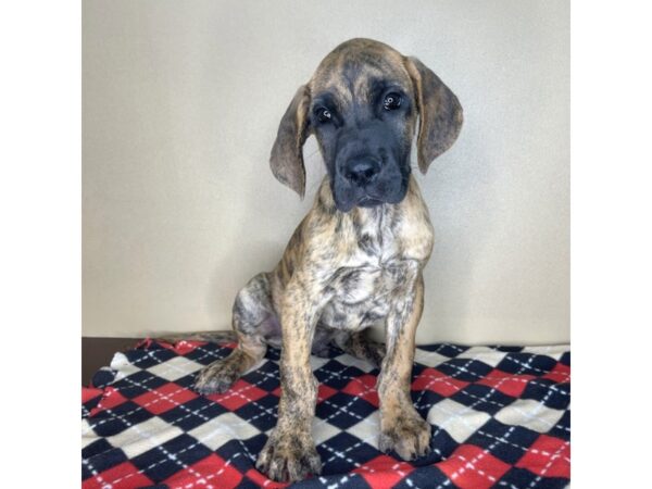 Great Dane-DOG-Male-Brindle-2180-Petland Florence, Kentucky