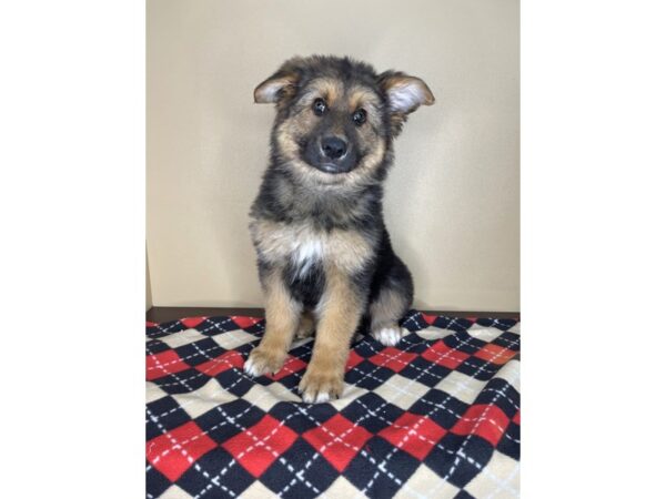 German Shepherd Dog DOG Female Black / Tan 2184 Petland Florence, Kentucky