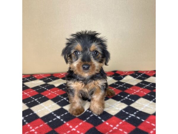 Yorkshire Terrier DOG Female Black / Tan 2186 Petland Florence, Kentucky