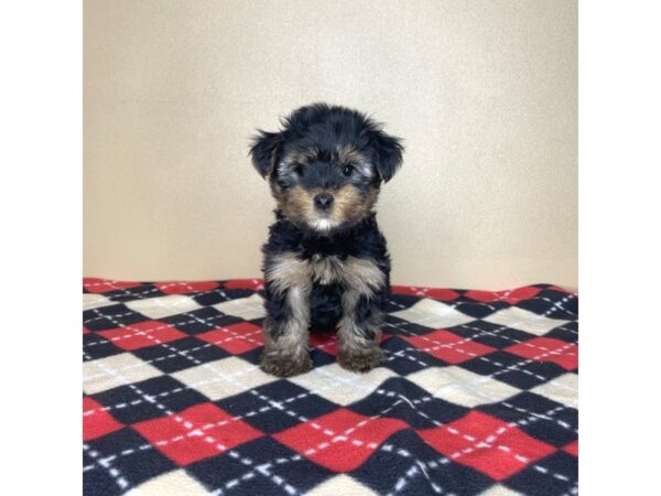 Yorkshire Terrier-DOG-Male-Black / Tan-2185-Petland Florence, Kentucky