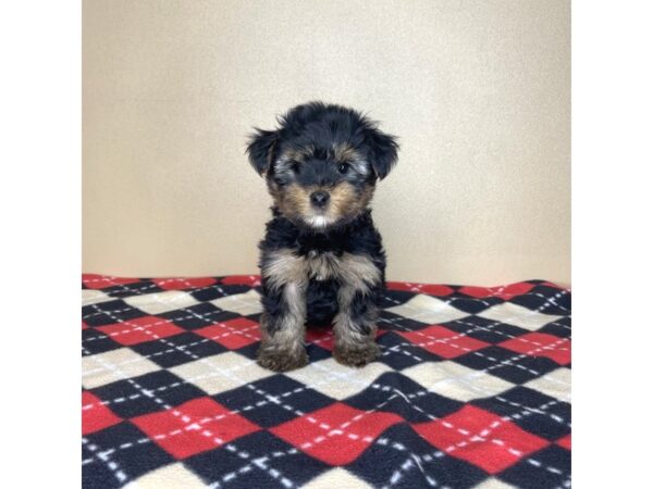 Yorkshire Terrier DOG Male Black / Tan 2185 Petland Florence, Kentucky