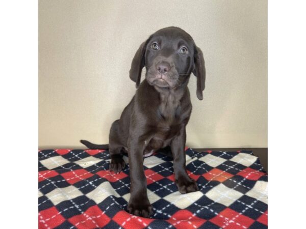 Labrador Retriever-DOG-Female-Chocolate-2187-Petland Florence, Kentucky