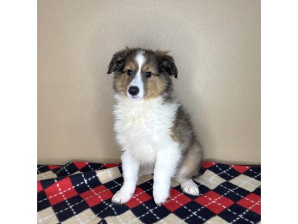 Shetland Sheepdog-DOG-Male-Sable / White-2189-Petland Florence, Kentucky