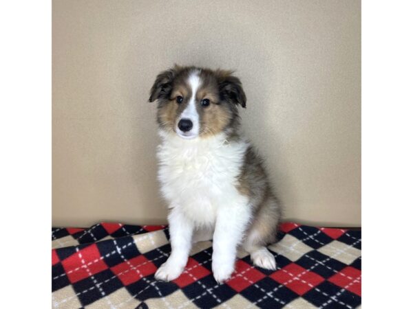 Shetland Sheepdog DOG Male Sable / White 2189 Petland Florence, Kentucky