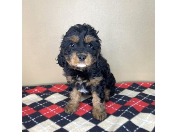 Cavapoo-DOG-Female-Black and Tan-2191-Petland Florence, Kentucky