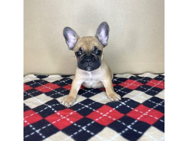 French Bulldog DOG Male Fawn 2192 Petland Florence, Kentucky