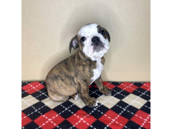 English Bulldog DOG Female Red and White 2193 Petland Florence, Kentucky